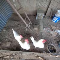 Galline livornesi