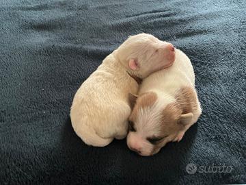 Cuccioli Jack Russell cucciolata