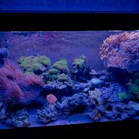 Acquario marino completo 350 litri