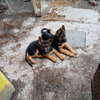 Cuccioli pastore tedesco