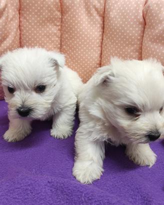 West Highland white terrier