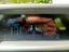 Immagine 19