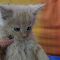 Maine coon cucciolo