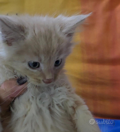 Maine coon cucciolo