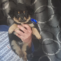 Spitz pomerania chihuahua cucciolo