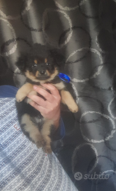 Spitz pomerania chihuahua cucciolo