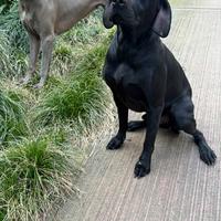 Dolcissimi cagnoloni
