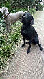 Dolcissimi cagnoloni