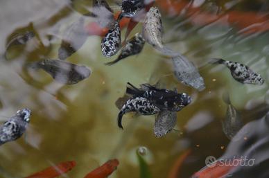 Pesci Acquario Laghetto Molly Platy Portaspada
