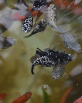 Pesci Acquario Laghetto Molly Platy Portaspada