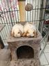 conigli-nani-ariete-mini-lop