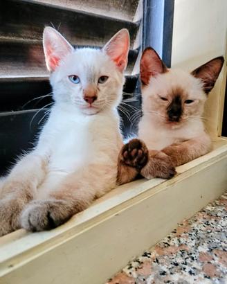 Siamese Thai