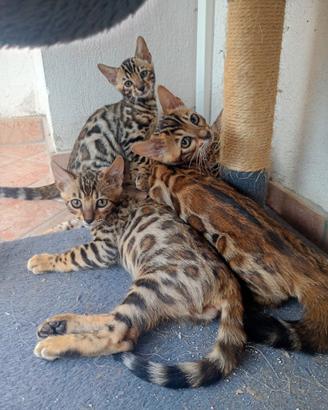 Gatti del bengala