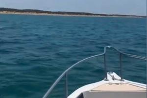 Barca Molinari falcon