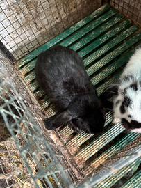 Conigli nani Femmine con Gabbia