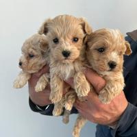 MALTIPOO femmine toy