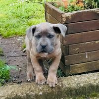 Cane Corso Formentino Occhi Azzurri