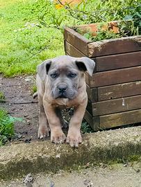 Cane Corso Formentino Occhi Azzurri