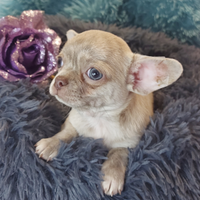 Chihuahua cuccioli femmina PC pedigree Lilla