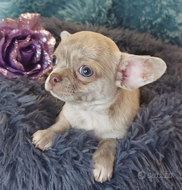 Chihuahua cuccioli femmina PC pedigree Lilla