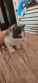 gattini