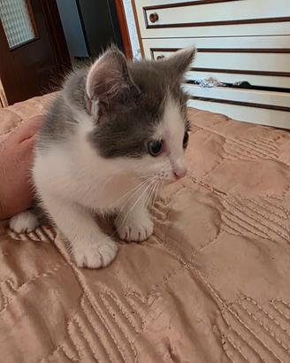 gattini