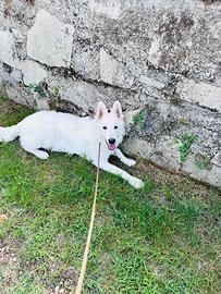 Cucciolone di Pastore Svizzero