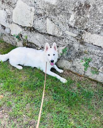 Cucciolone di Pastore Svizzero