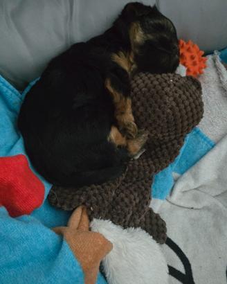 Cucciola di yorschire terrier