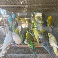 Cocorite pappagalli molte mutazioni