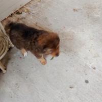 Cuccioli meticci nati il 19/03