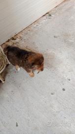 Cuccioli meticci nati il 19/03