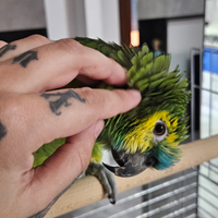 Amazzone fronte blu e gabbia