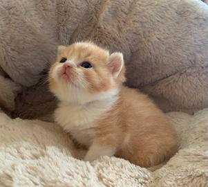British Shorthair cucciolo