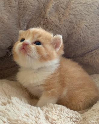 British Shorthair cucciolo