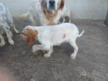 Cucciolo setter