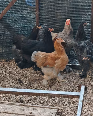 Brahma