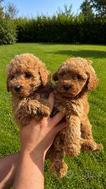 Maltipoo