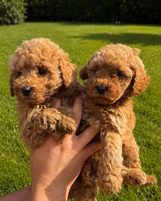 Maltipoo