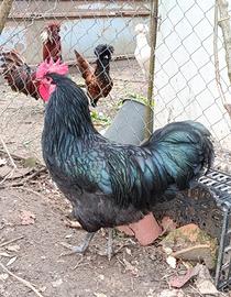 Gallo australorp animali