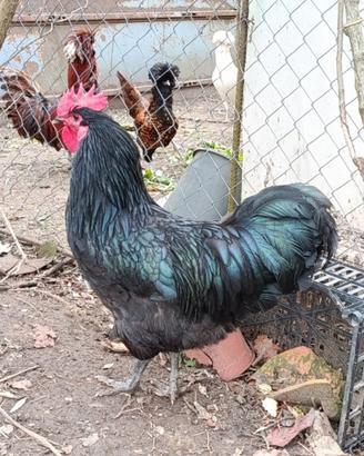 Gallo australorp animali