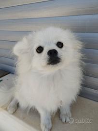 Spitz di pomerania puro