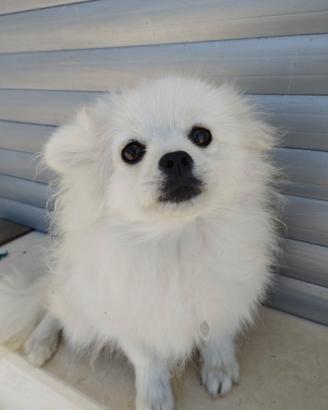 Spitz di pomerania puro