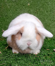 Coniglio razza Ariete minilop