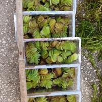 5 vaschette di Salvinia Natans