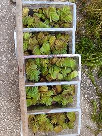 5 vaschette di Salvinia Natans