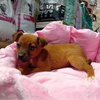 Cucciola chihuahua/pincher