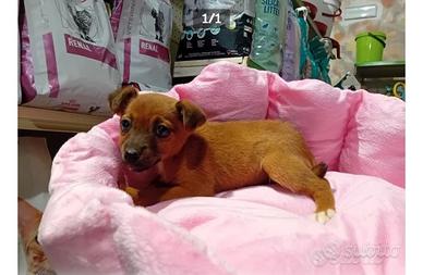 Cucciola chihuahua/pincher