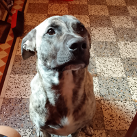 Il cane e molto amichevole e gioca tanto non è agg