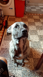 Il cane e molto amichevole e gioca tanto non è agg